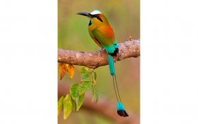 Entre el Águila y el Guardabarranco no debe interponerse ninguna serpiente