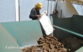 Nicaragua reporta aumento del 28% en exportación de yuca