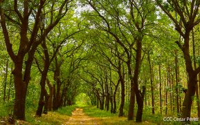 Inafor y Marena desarrollan charlas y capacitaciones para proteger los bosques y vida silvestre