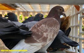 Fuerza Naval retiene tres personas y ocupa aves que eran trasladadas de forma ilegal