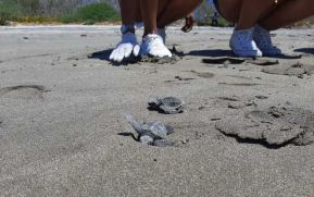 Liberarán tortuguillos en playa Escalente, en Carazo