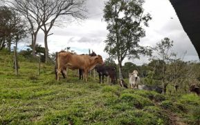 Programa de inseminación artificial inicia en Matagalpa