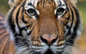 Ocho animales del zoológico de Nueva York dan positivo a coronavirus