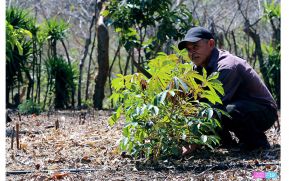 Gobierno de Nicaragua entregará 4 mil 700 bonos tecnológicos a productores en todo el país