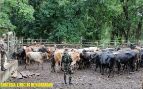 Ejército de Nicaragua realiza retención de personas por traslado ilegal de ganado en el municipio de Paiwás