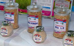 Producción de arroz de secano en Nicaragua aumenta gracias al apoyo técnico de Taiwán