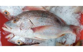 Inpesca continúa acompañando a protagonistas en la comercialización de productos del mar