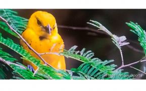 Ministerio del Ambiente entrega premios a ganadores de concurso de fotografía