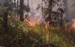 Nicaragua participó en el webinario “Sistema de Predicción del Peligro de Incendios Forestales de México”