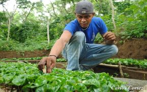 Producción agrícola en Nicaragua creció 11.8% hasta el cierre agosto