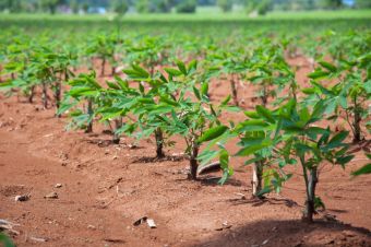 Proyecto Nacional de Yuca, brindando acompañamiento a las familias productoras