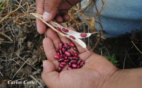 Gobierno de Nicaragua entregará 100 mil bonos productivos en zonas más afectadas por huracanes