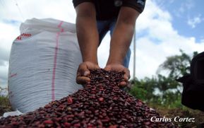 Bonos de Agricultura Familiar serán enviados la próxima semana a afectados por huracanes Eta y Iota