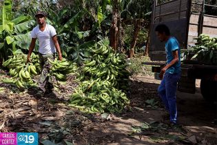 El Sueño Cooperativo de Sandino ha revivido con mucho más ímpetu