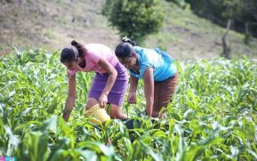 Distribución en números y tipo de bonos que se entregarán a las familias afectadas por los huracanes en Nicaragua