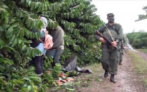 Esto opina el sector cafetalero de Boaco y Nueva Guinea del Plan de Protección del Ejército de Nicaragua