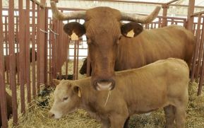 Anuncian Plan Nacional de Ferias Agropecuarias en Nicaragua