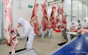Industria cárnica nicaragüense apunta a un 5% de aumento en las exportaciones de 2021