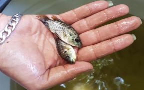 INPESCA y MINJUVE inauguran estanque de tilapia en Chichigalpa