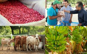 Gobierno presentará Plan de Producción, Consumo y Comercio en Mayo