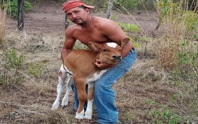 Así están los terneros nacidos como resultado del Programa Nacional de Inseminación Artificial Bovina