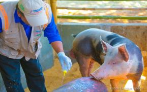 Avanza programa de mejoramiento genético en vacas y cerdas en Nicaragua