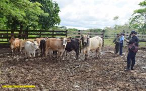 Ejército entrega 21 semovientes a productores del municipio de Mulukukú