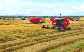 Inicia la siembra y cosecha de arroz para el ciclo invierno 2021-2022