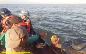 Distrito Naval Caribe realizó ocupación y liberación de tortugas verdes