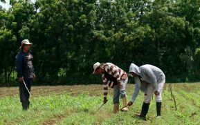Inta presenta nuevas variedades de yuca con un alto potencial de rendimiento