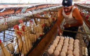 Esta es la producción de aves y huevos en Nicaragua
