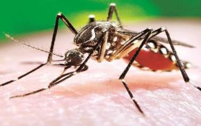 Ministerio de Salud de Nicaragua en lucha constante contra el Aedes Aegypti