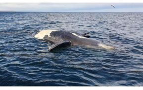 Halladas 15 ballenas muertas en el sur de Argentina en apenas 10 días