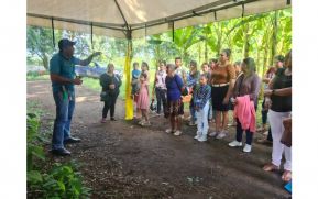 INTA presenta a productores variedades de plátano de mayor productividad