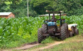 Producción de tabaco en Nicaragua aportó a la economía 55.7 millones de dólares en 2022