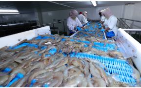 Camarón nicaragüense cubrirá importante nicho en el mercado Chino
