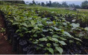 12 mil millones de plantas sembradas en la Campaña de Reforestación “Verde, que te Quiero Verde"