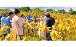 Productores del país conocen dos nuevas variedades de maíz