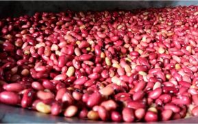 Crece producción de frijol rojo de apante en Nicaragua durante el ciclo 2023-2024
