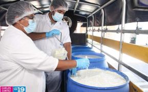 Siuna se posiciona como un municipio con alta producción de lácteos en el Caribe Norte