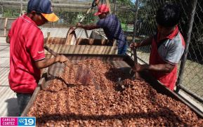 Conozca las experiencias productivas del sector cacaotero del municipio de Siuna