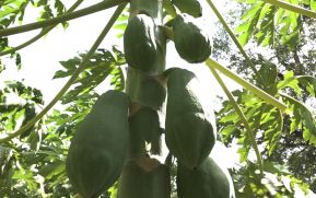 Capacitan a agricultores en innovaciones tecnológicas para el cultivo de papaya china