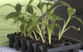 Inta presenta herramientas y técnicas modernas para la producción de plátano y banano