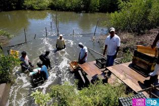 Camaronicultura en Nicaragua