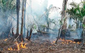 EN FOTOS: Ejército de Nicaragua trabaja para sofocar incendio en Indio Maíz