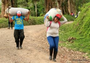 Presentan Estrategia Nacional para el Desarrollo de la Caficultura