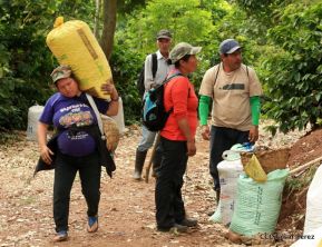 Presentan Estrategia Nacional para el Desarrollo de la Caficultura