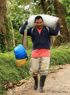 Presentan Estrategia Nacional para el Desarrollo de la Caficultura