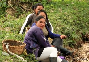 Presentan Estrategia Nacional para el Desarrollo de la Caficultura