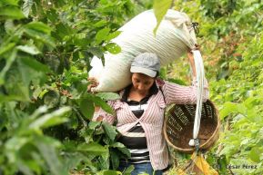 Presentan Estrategia Nacional para el Desarrollo de la Caficultura
